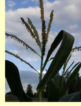  (Zea mays L.)